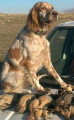 Setter Anglais 27 KENNEL BABY